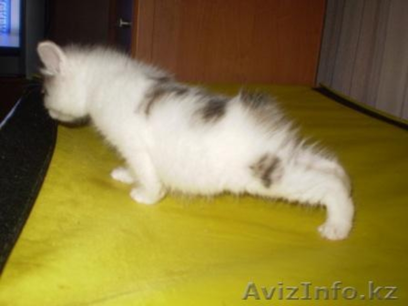 курильский бобтейл - Изображение #2, Объявление #24633