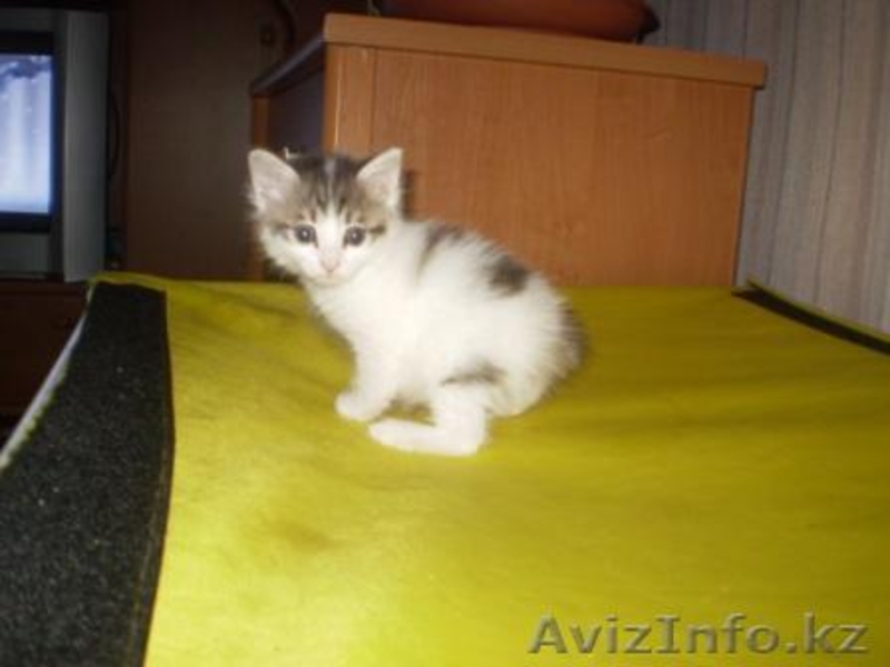 курильский бобтейл - Изображение #1, Объявление #24633