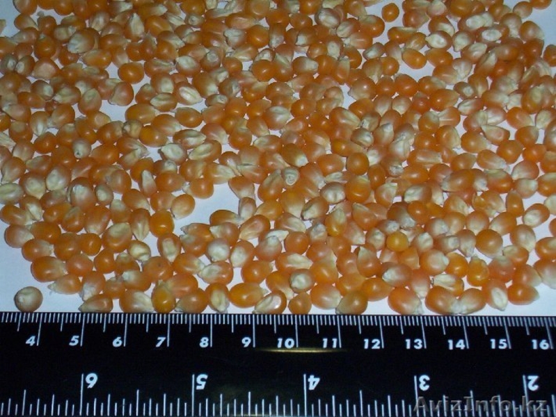 Кукуруза для попкорна из Аргентины - Изображение #2, Объявление #522015