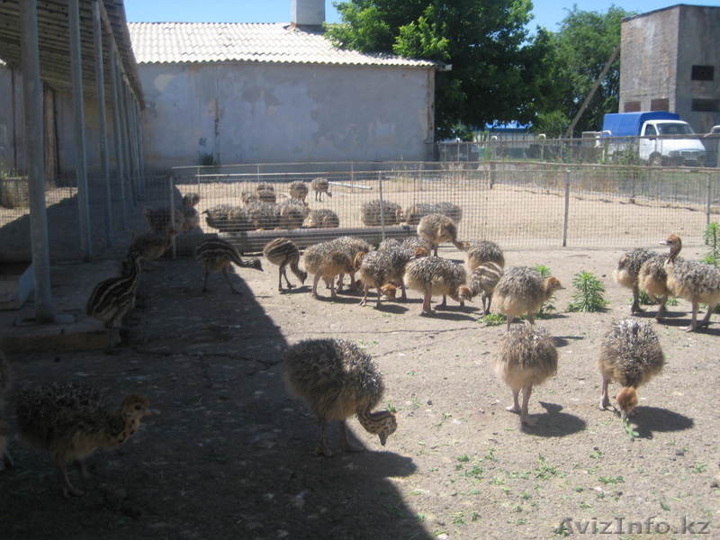 Африканские Черные страусы  - Изображение #4, Объявление #426101