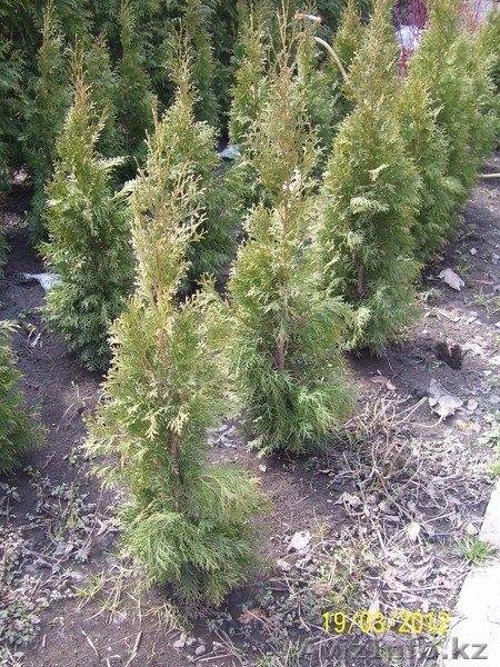 Многолетники,хвойники - Изображение #4, Объявление #595870