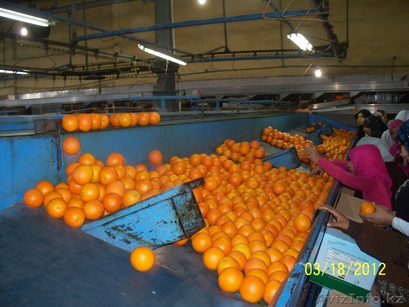 Цитрусы и овощи из  Египта - Изображение #4, Объявление #599295