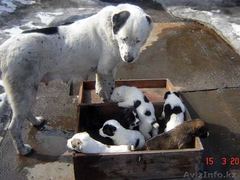 Алабай (среднеазиатская овчарка) - Изображение #1, Объявление #581542