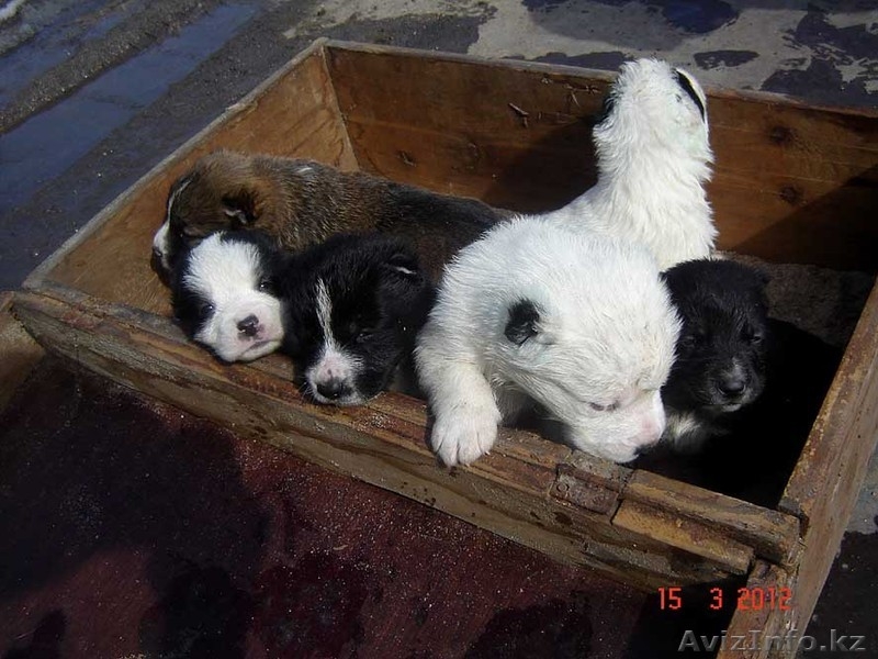 Алабай (среднеазиатская овчарка) - Изображение #2, Объявление #581542