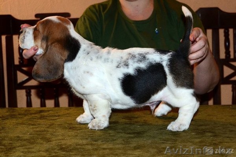 Продаются щенки бассет хаунда - Изображение #4, Объявление #602809