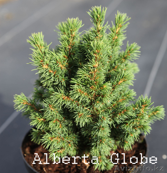 Многолетники,хвойники - Изображение #3, Объявление #595870