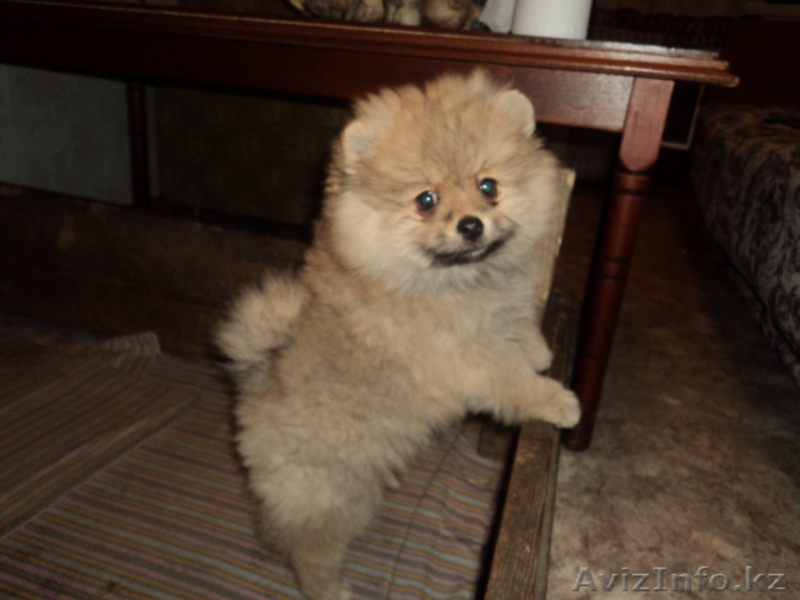 Продам щенков шпица - Изображение #2, Объявление #599738