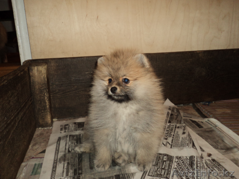 Продам щенков шпица - Изображение #3, Объявление #599738