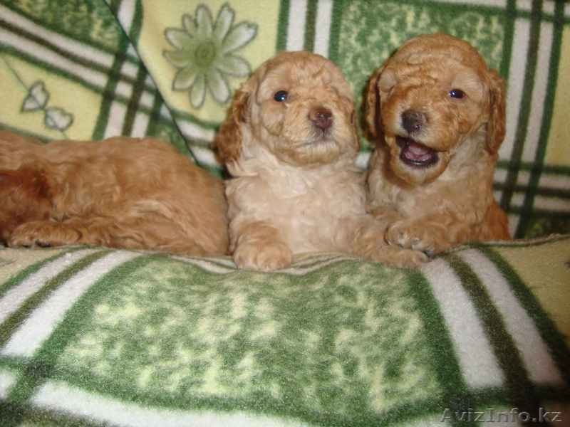 Пуделя щенков  с документами - Изображение #3, Объявление #563292