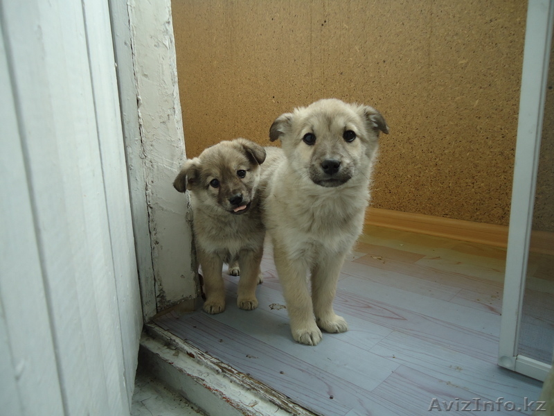ищу дом для щенят - Изображение #2, Объявление #564328