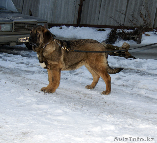 Испанский мастиф, щенки 5 мес. - Изображение #3, Объявление #599017