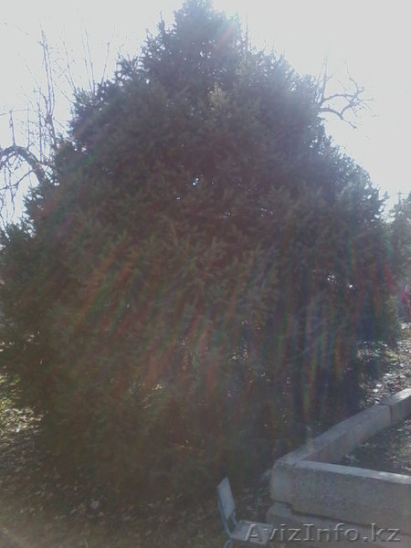 Елка зелёная,пушистая  - Изображение #3, Объявление #604139