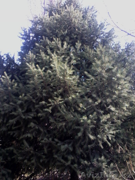 Елка зелёная,пушистая  - Изображение #4, Объявление #604139