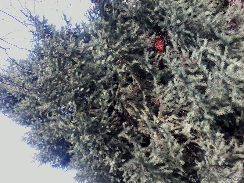 Елка зелёная,пушистая  - Изображение #5, Объявление #604139