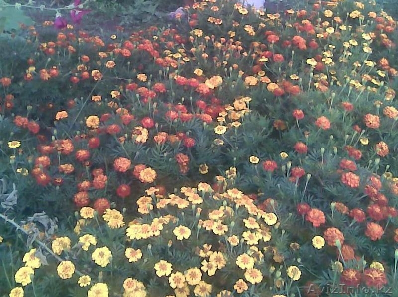 Срочно, торг. Илийский р-н, п Байсерке, Кенжекулова 4 - Изображение #7, Объявление #564052