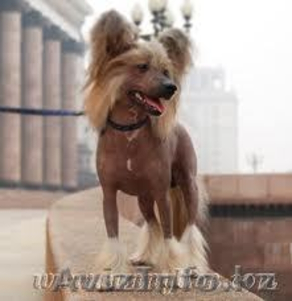 Китайская хохлатая, возьму в хорошие руки или куплю недорого - Изображение #1, Объявление #593933