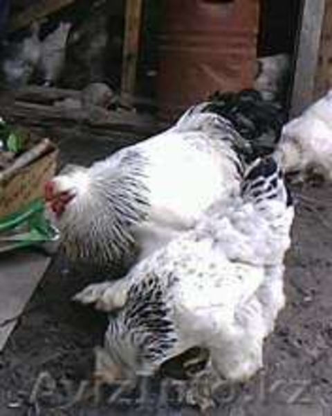 яйца инкубационные брама - Изображение #3, Объявление #588007