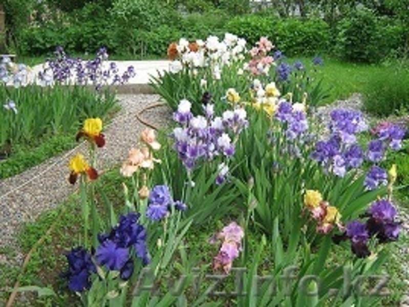 продам дом-дачу в ИЯФ - Изображение #1, Объявление #562150