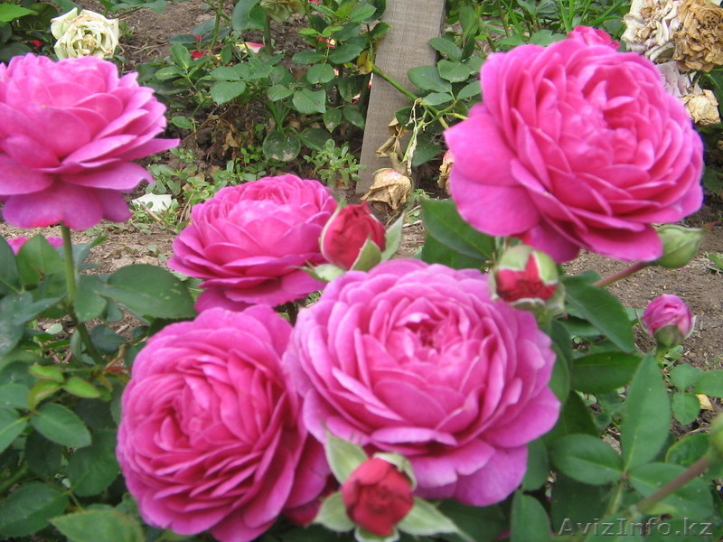 продажа плодовых саженцев - Изображение #3, Объявление #598158