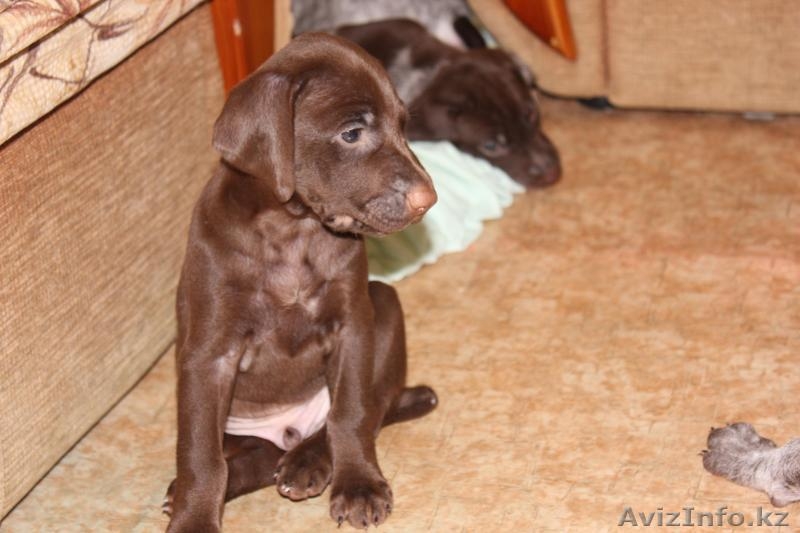 немецкая легавая (курцхаар). - Изображение #1, Объявление #528419