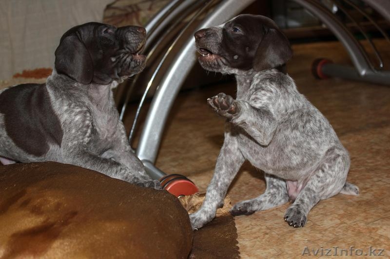 немецкая легавая (курцхаар). - Изображение #2, Объявление #528419