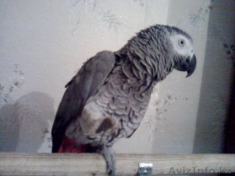 Попугай Жако, краснохвостый, ручной, разговаривает, возрос 5 лет, мальчик. - Изображение #3, Объявление #604561