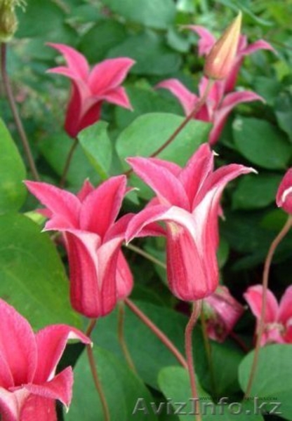 Многолетники,хвойники - Изображение #5, Объявление #595870