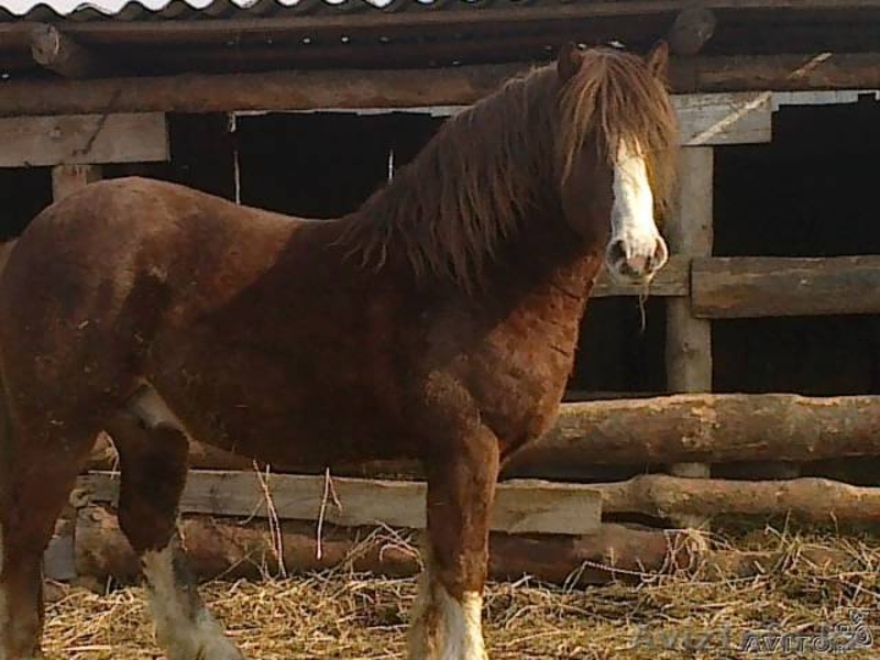 Продается жеребец,тяжеловоз - Изображение #1, Объявление #584834