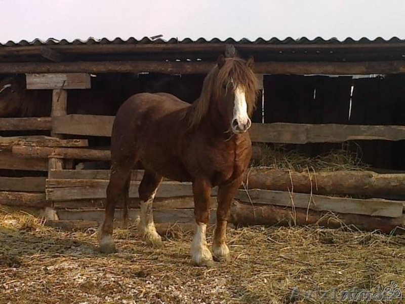 Продается жеребец,тяжеловоз - Изображение #2, Объявление #584834