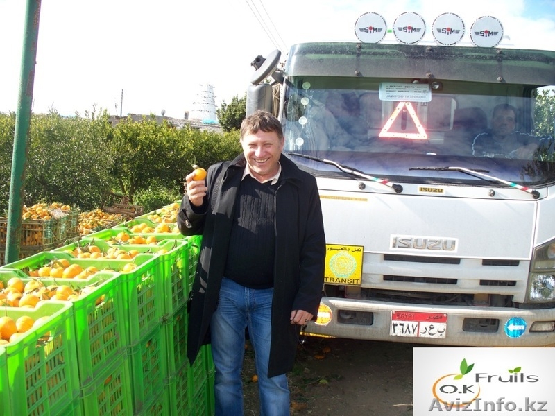 Цитрусы и овощи из  Египта - Изображение #5, Объявление #599295