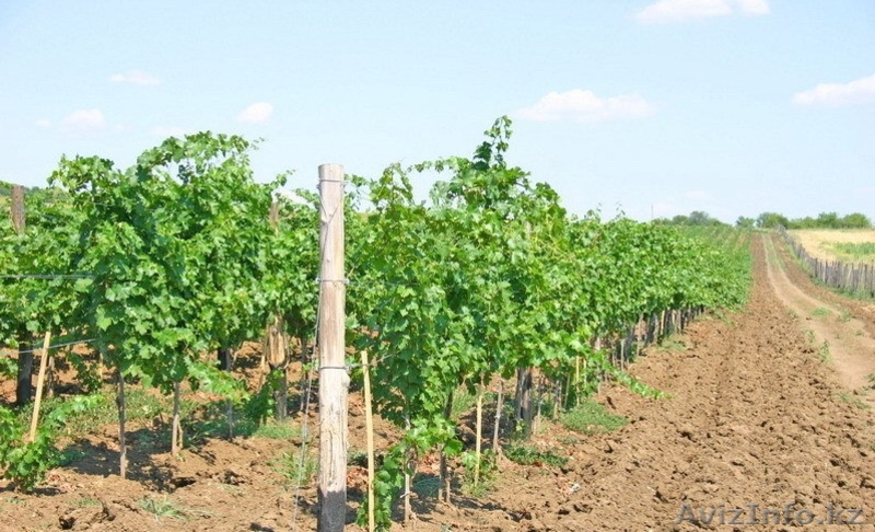 «ЛЕБЕДЕВ М КОНСУЛТ ЕООД»  - Изображение #2, Объявление #605114