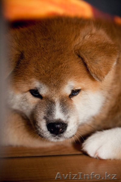 Продам щенка Акита Ину (Хатико) - Изображение #3, Объявление #605383