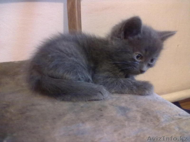 отдам котят(котики) - Изображение #1, Объявление #624975