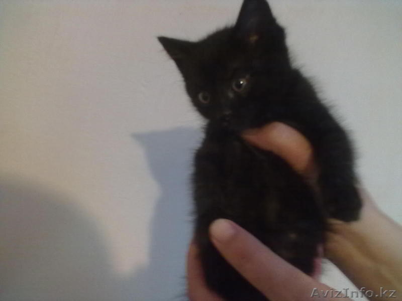 отдам котят(котики) - Изображение #3, Объявление #624975