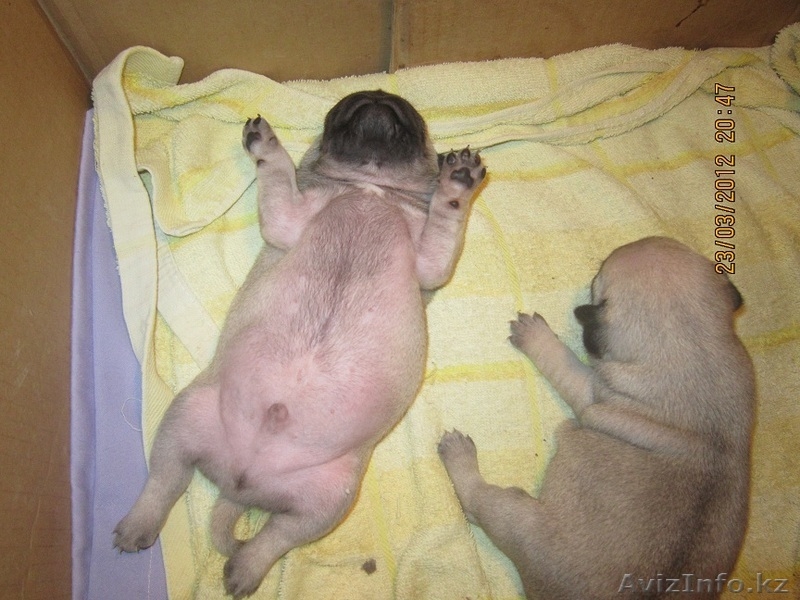 Мопсы щенки продаются! - Изображение #1, Объявление #641908