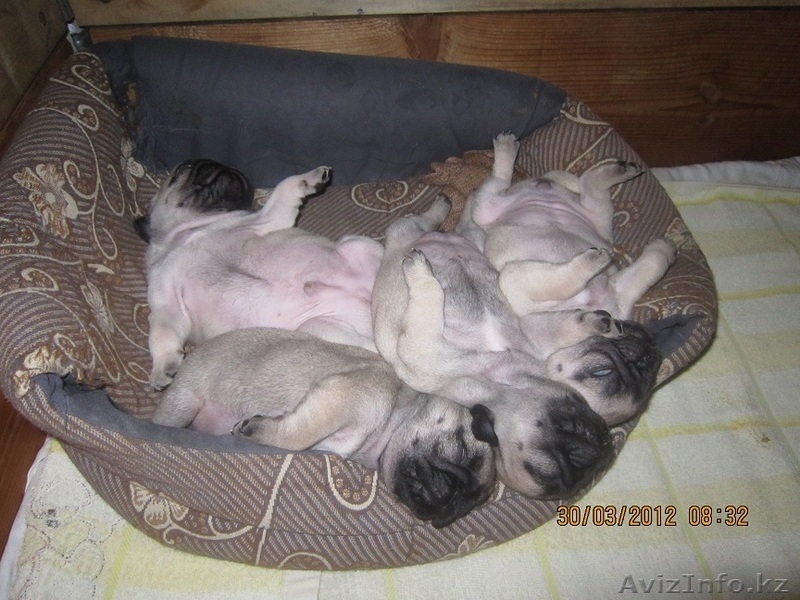 Мопсы щенки продаются! - Изображение #2, Объявление #641908