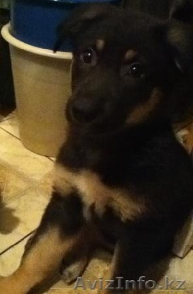 ЩЕНКИ СРОЧНО ИЩУТ ХОЗЯЕВ - Изображение #1, Объявление #608992