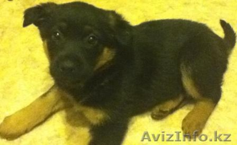 ЩЕНКИ СРОЧНО ИЩУТ ХОЗЯЕВ - Изображение #2, Объявление #608992