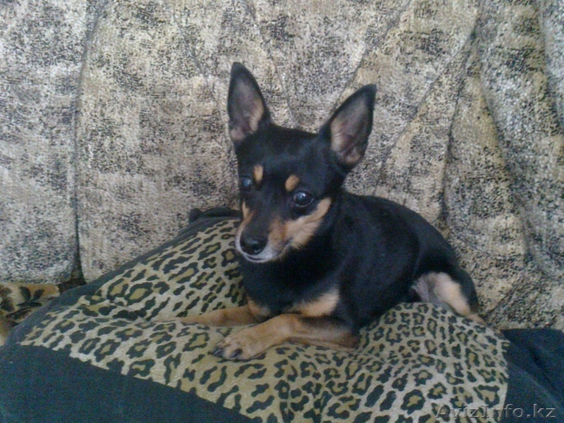 Симпатяга тойчик с родословной ищет девочку для случки - Изображение #3, Объявление #617885