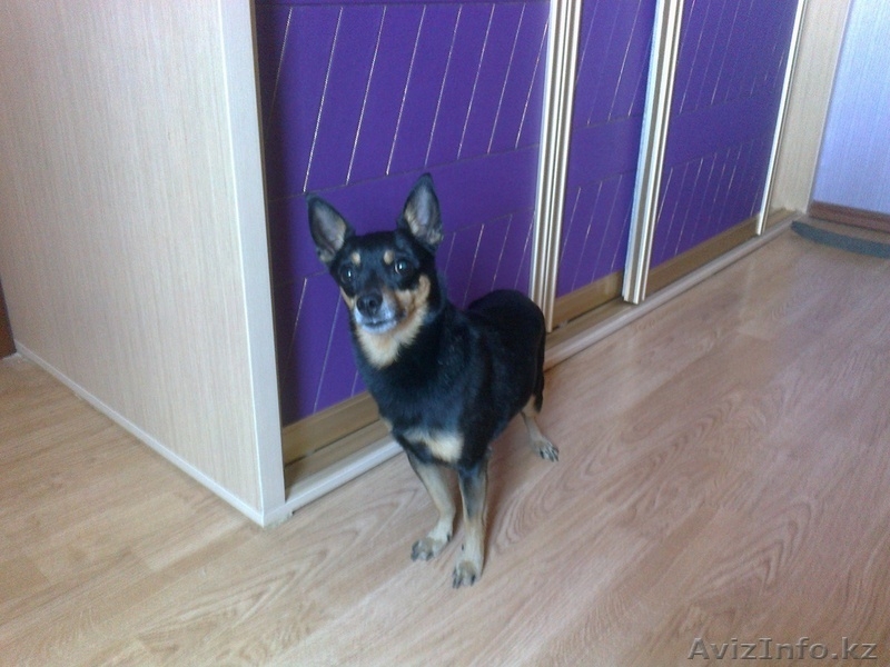 Симпатяга тойчик с родословной ищет девочку для случки - Изображение #4, Объявление #617885