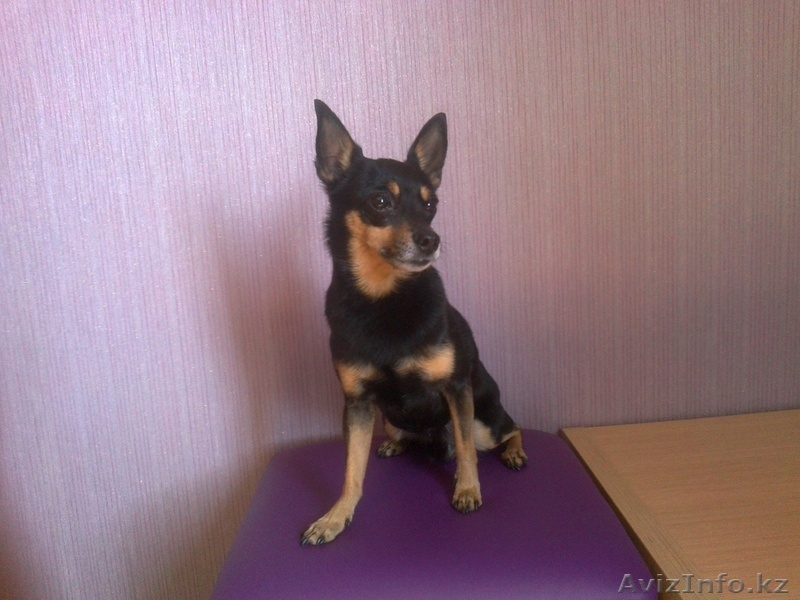 Симпатяга тойчик с родословной ищет девочку для случки - Изображение #1, Объявление #617885