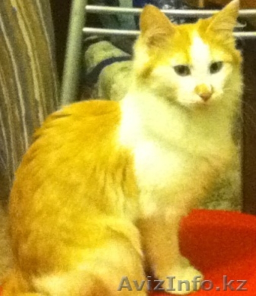 КОТИКИ СРОЧНО ИЩУТ ХОЗЯЕВ  - Изображение #3, Объявление #25585