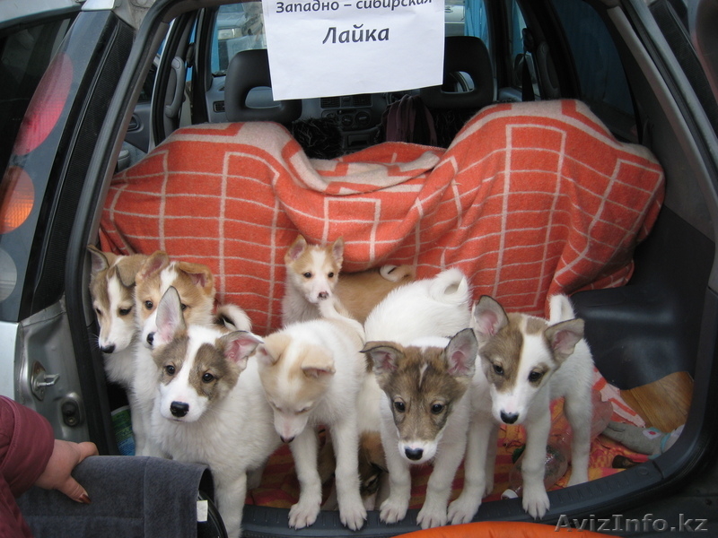 западно-сибирская лайка - Изображение #1, Объявление #623804