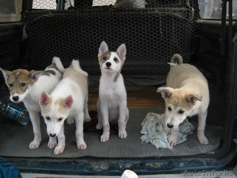 западно-сибирская лайка - Изображение #2, Объявление #623804