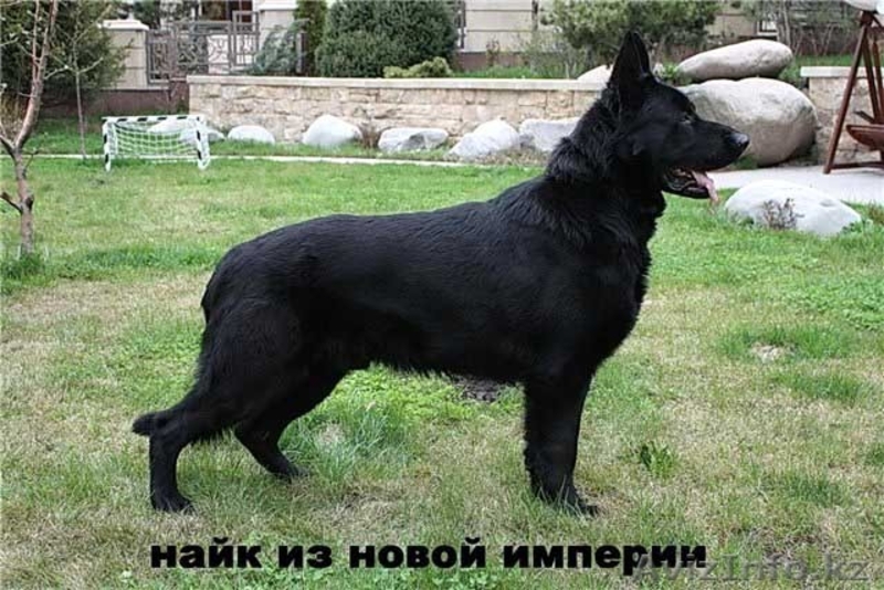 продам щенка европейской овчарки - Изображение #2, Объявление #624442