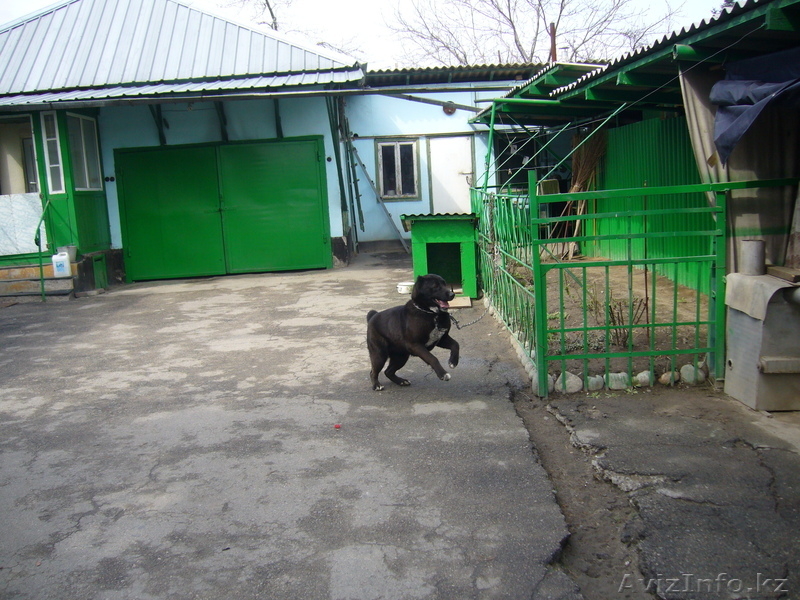 продам сторожевую собаку - Изображение #2, Объявление #615814