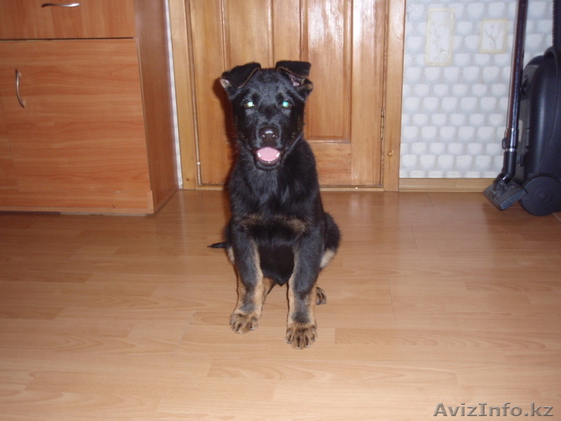 продам щенка европейской овчарки - Изображение #3, Объявление #624442