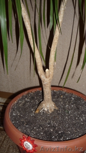красивое комнатное растение - драцена - Изображение #3, Объявление #619015