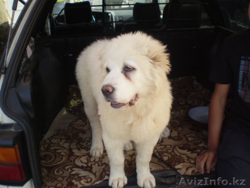 Великолепные щенки Азиатской Овчарки - Изображение #4, Объявление #634233