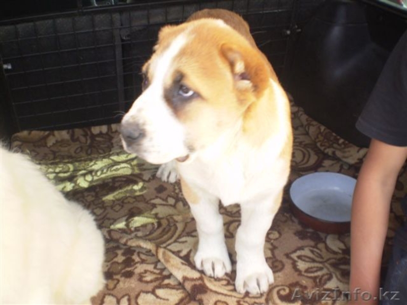 Великолепные щенки Азиатской Овчарки - Изображение #5, Объявление #634233